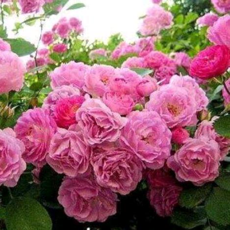 情有荣花