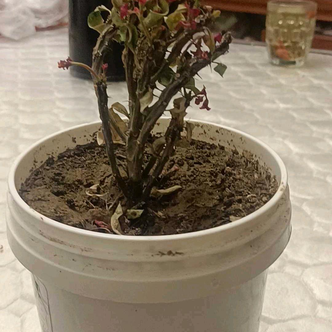 👨‍👩‍👧‍