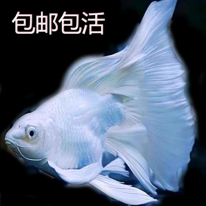 chigangzhenq