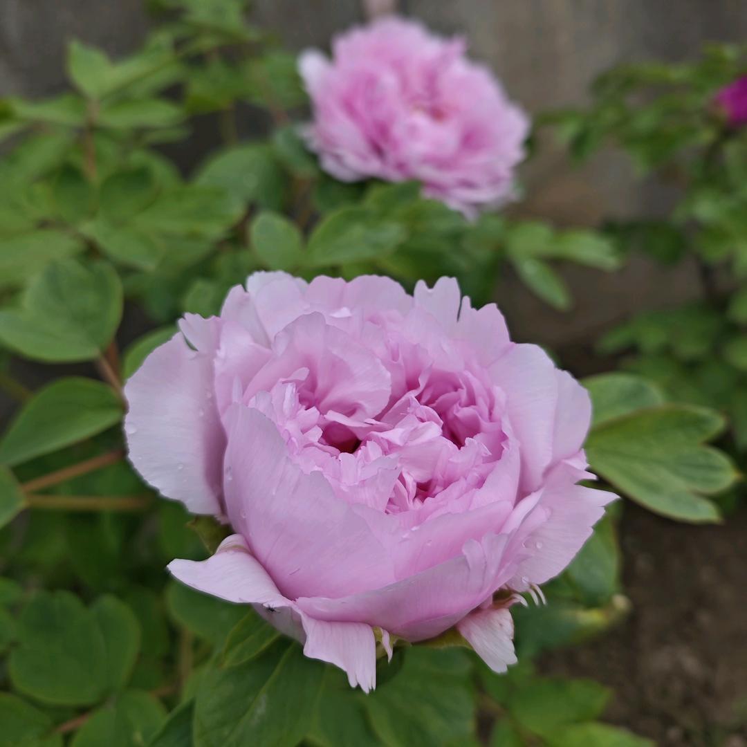 しঞ紫薇🍃悠扬づ