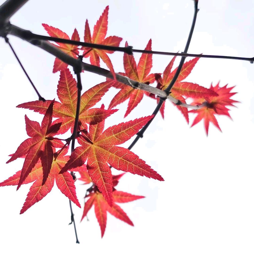 枫🍁叶