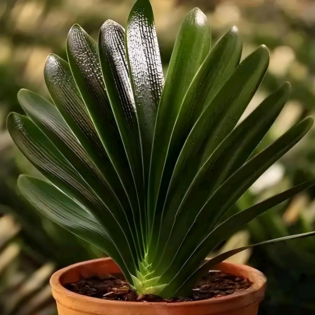 长春市立宽花品阁