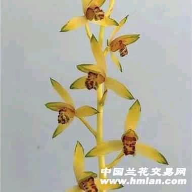 英子国兰