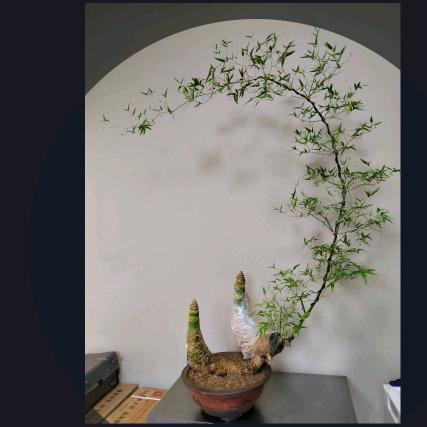 世羽园林