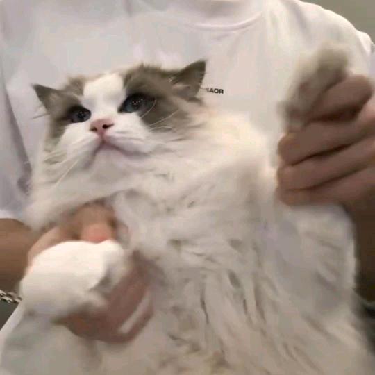 史迪奇与懒羊羊