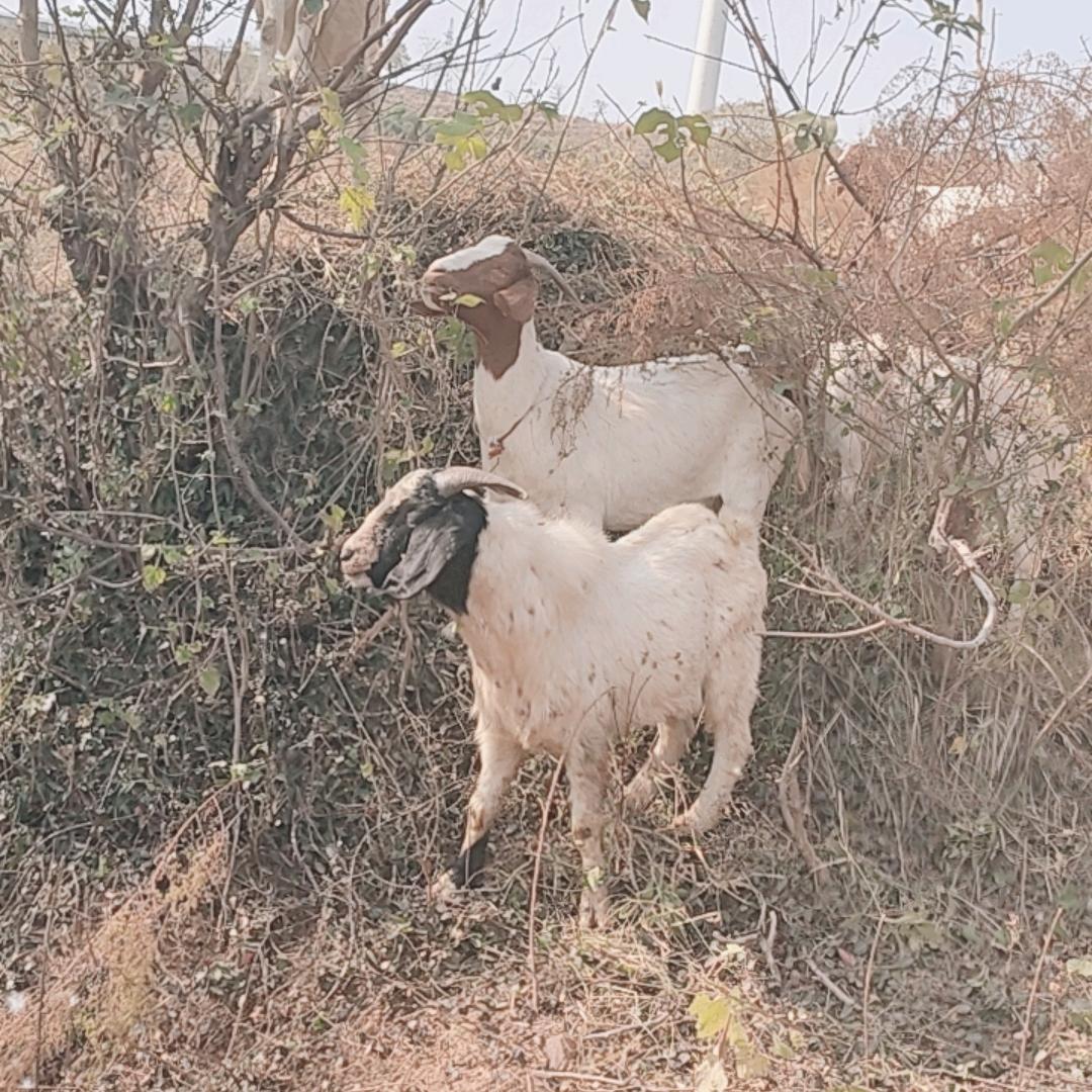 南山山羊养殖合作社