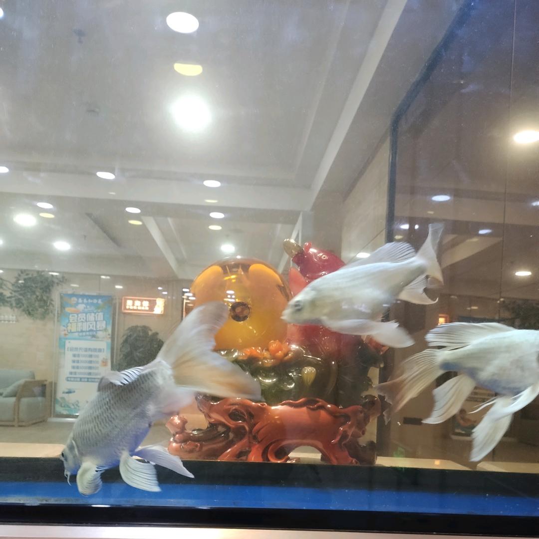 张晓丹