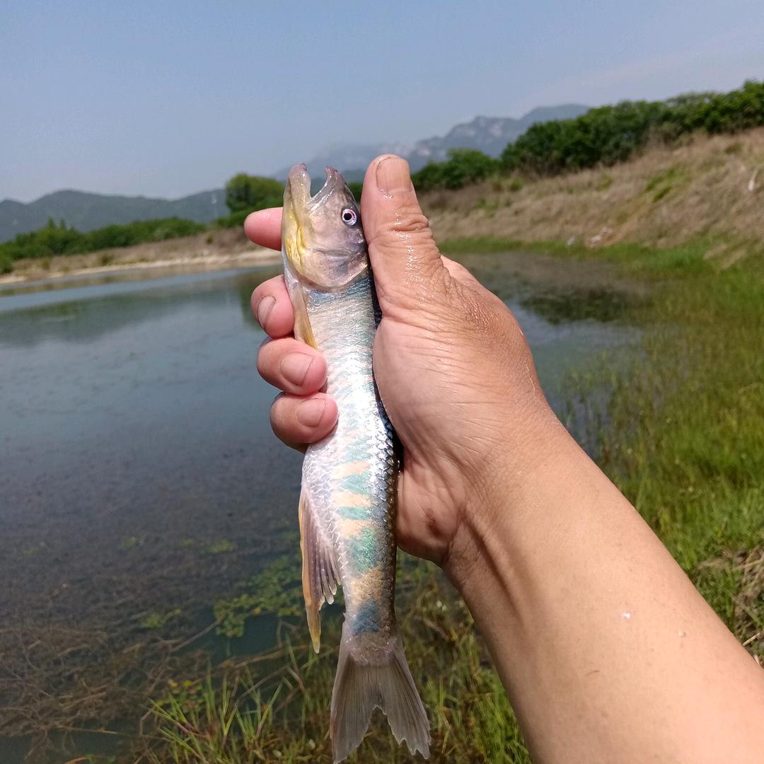 养马口🐟的宋阿哥