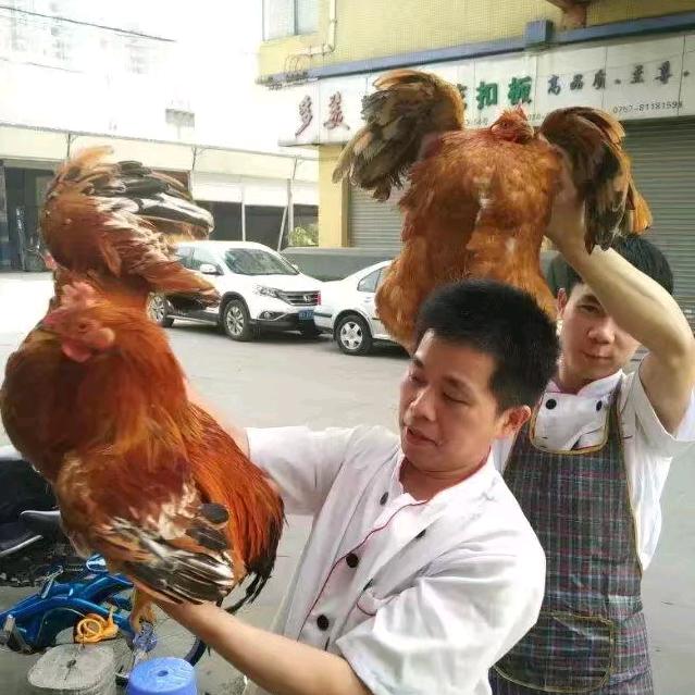 兄弟阳山鸡小李哥