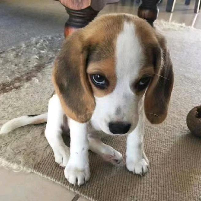 比格犬小舍