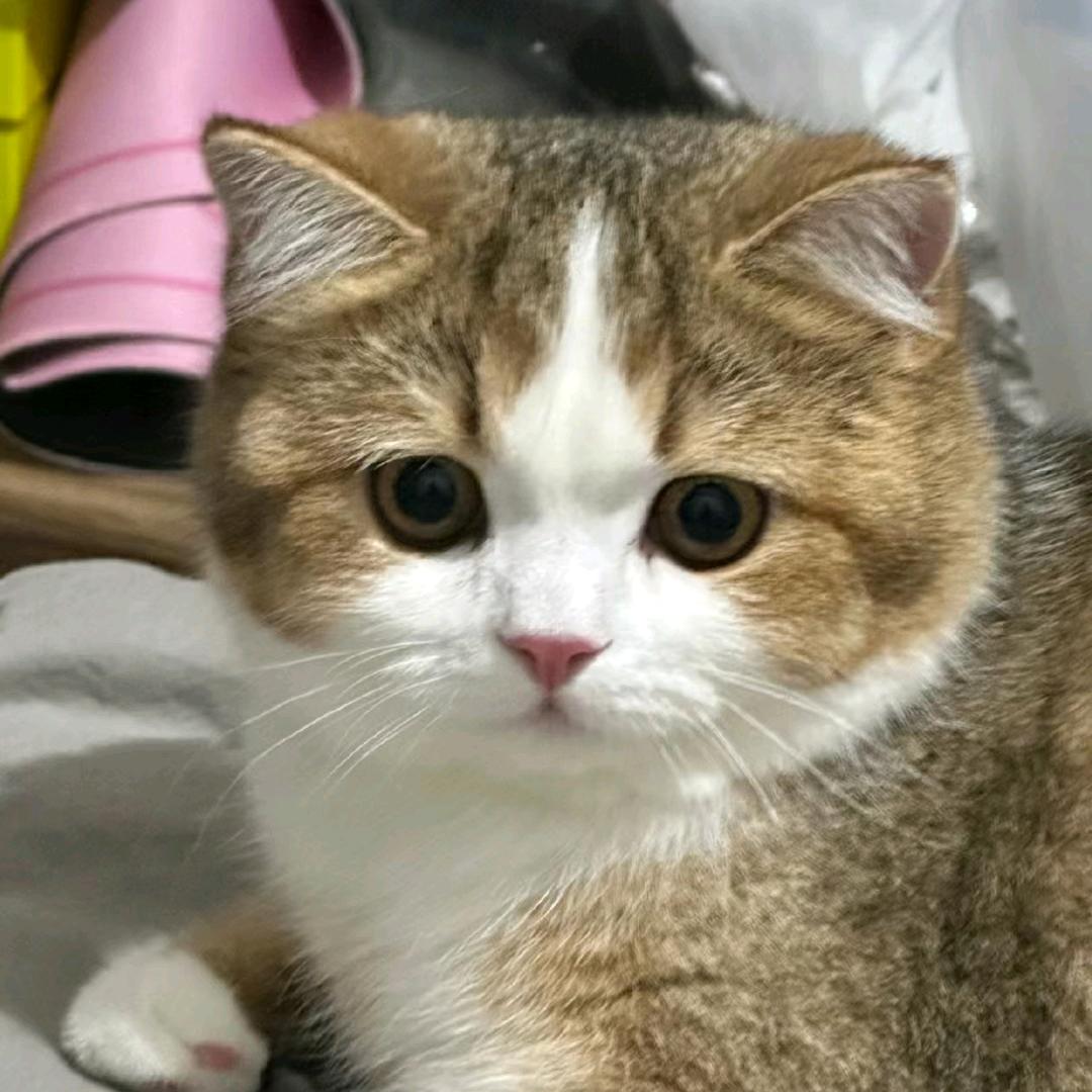 忍冬头像