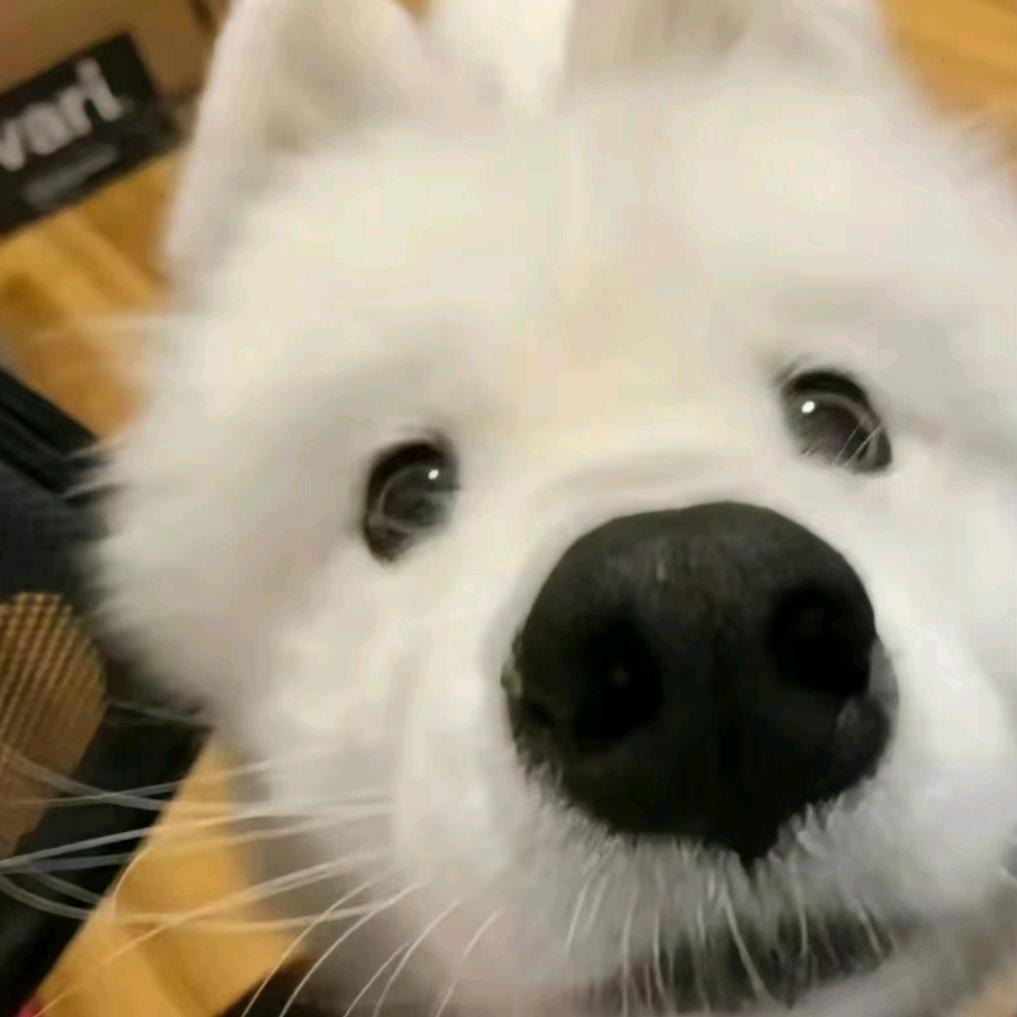 小困包