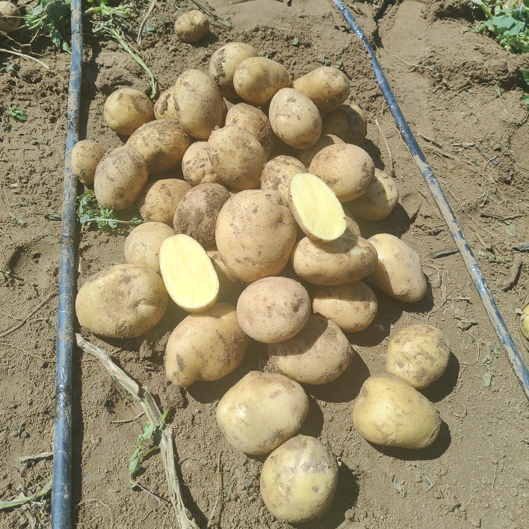 【薯第壹】土豆洋葱农产品批发