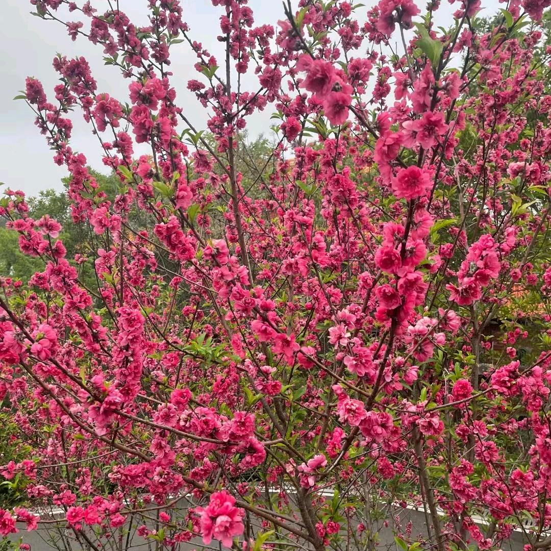 花木兰