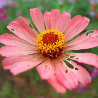 云（拒绝私聊）