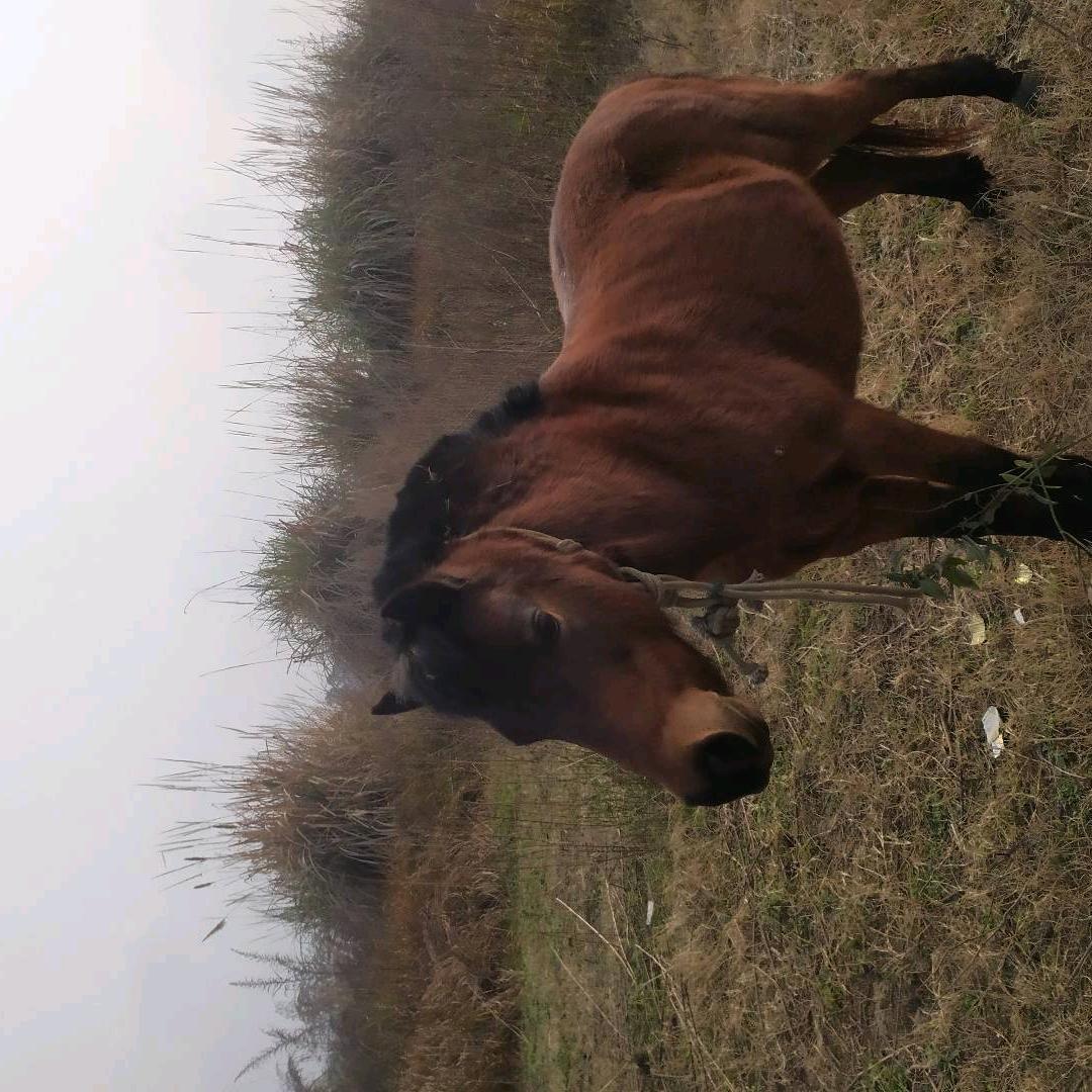 苍山溪水哥