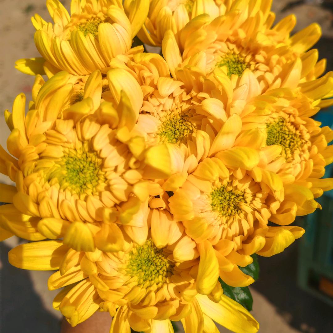 江苏徐州晗德鑫菊花批发—专业黄白菊批发