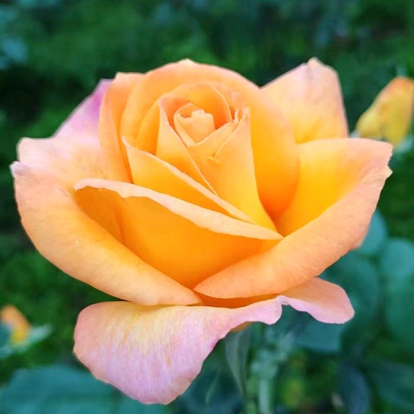 情花有毒