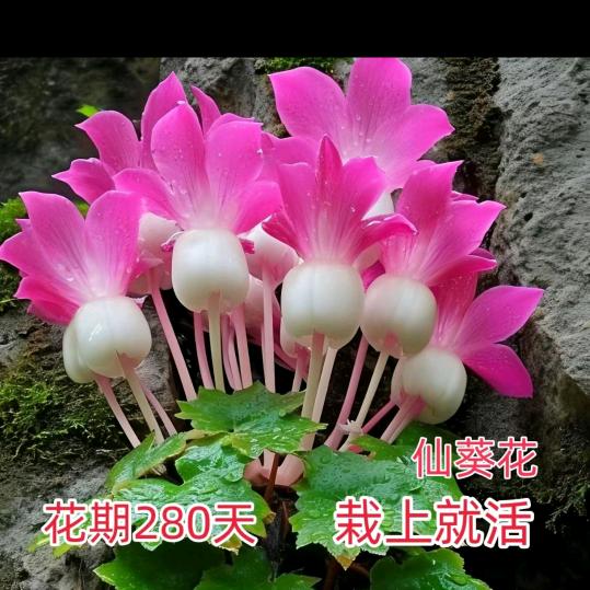 微微一笑很
