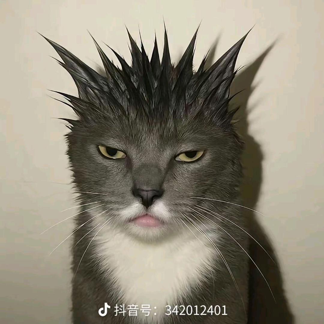 冒冒