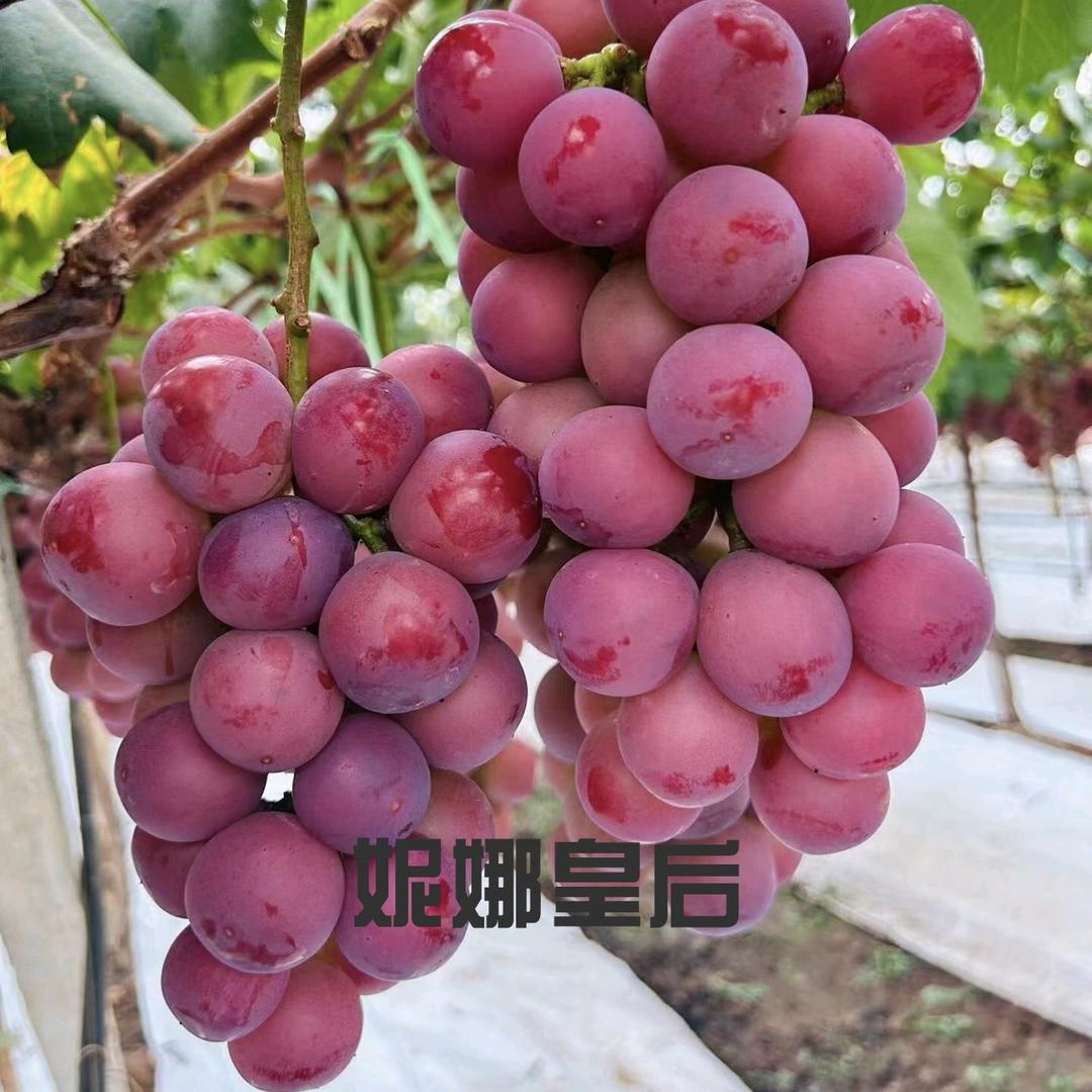 花音谷亚萍果树苗木专卖店