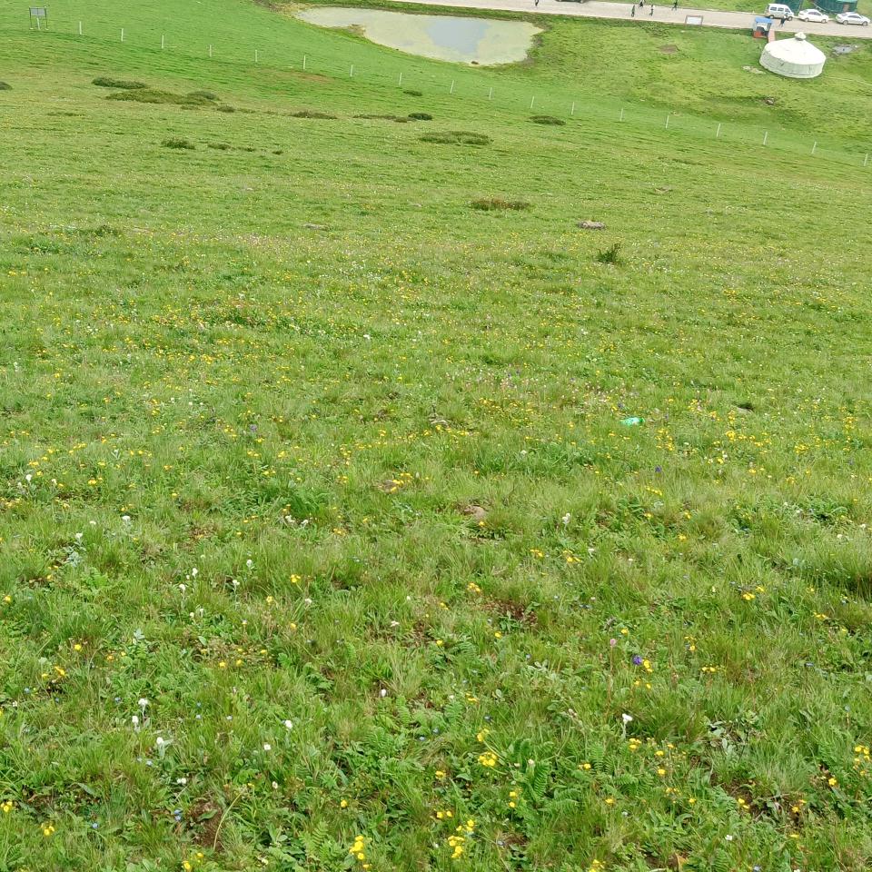 明晨紫月