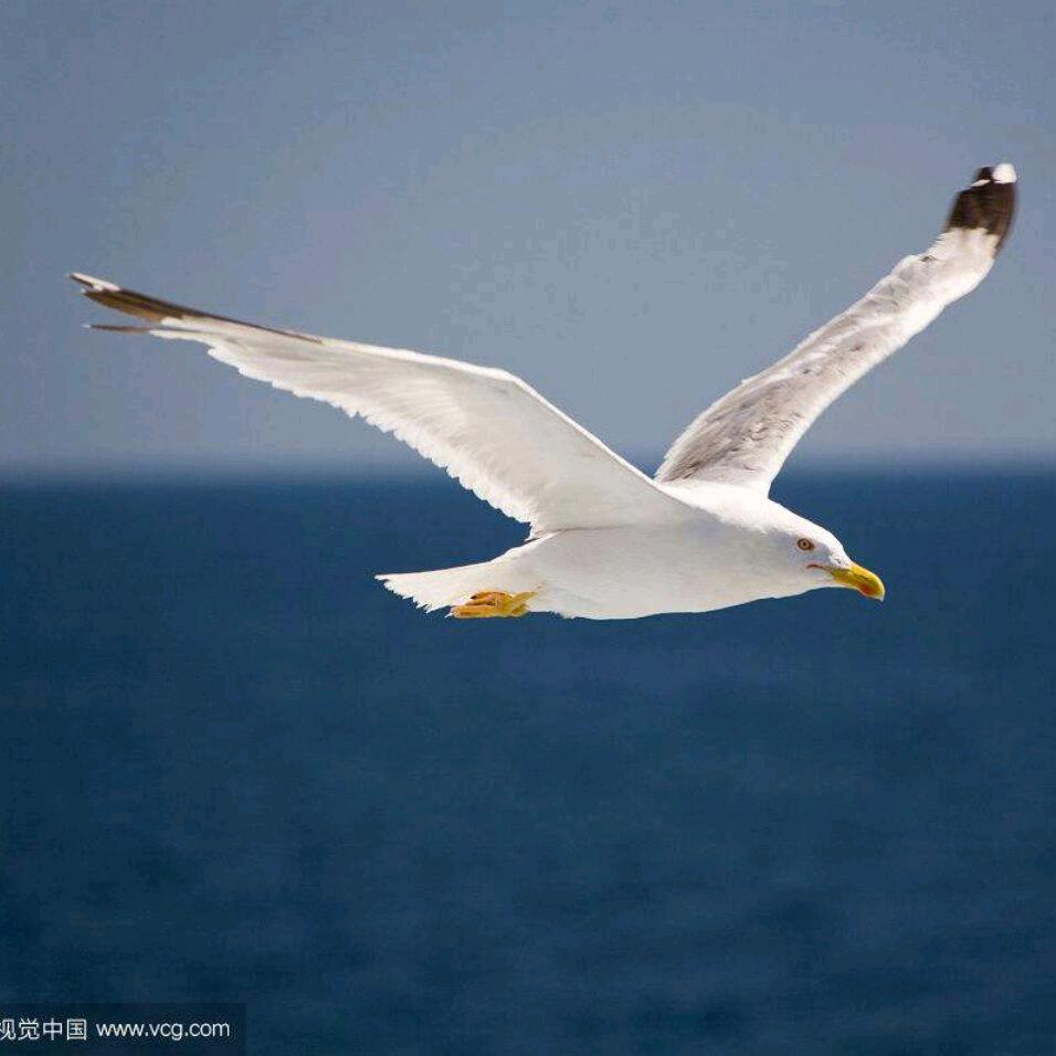 林少无悔（海鸥4）