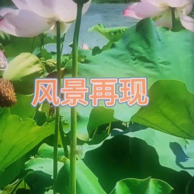 文朝