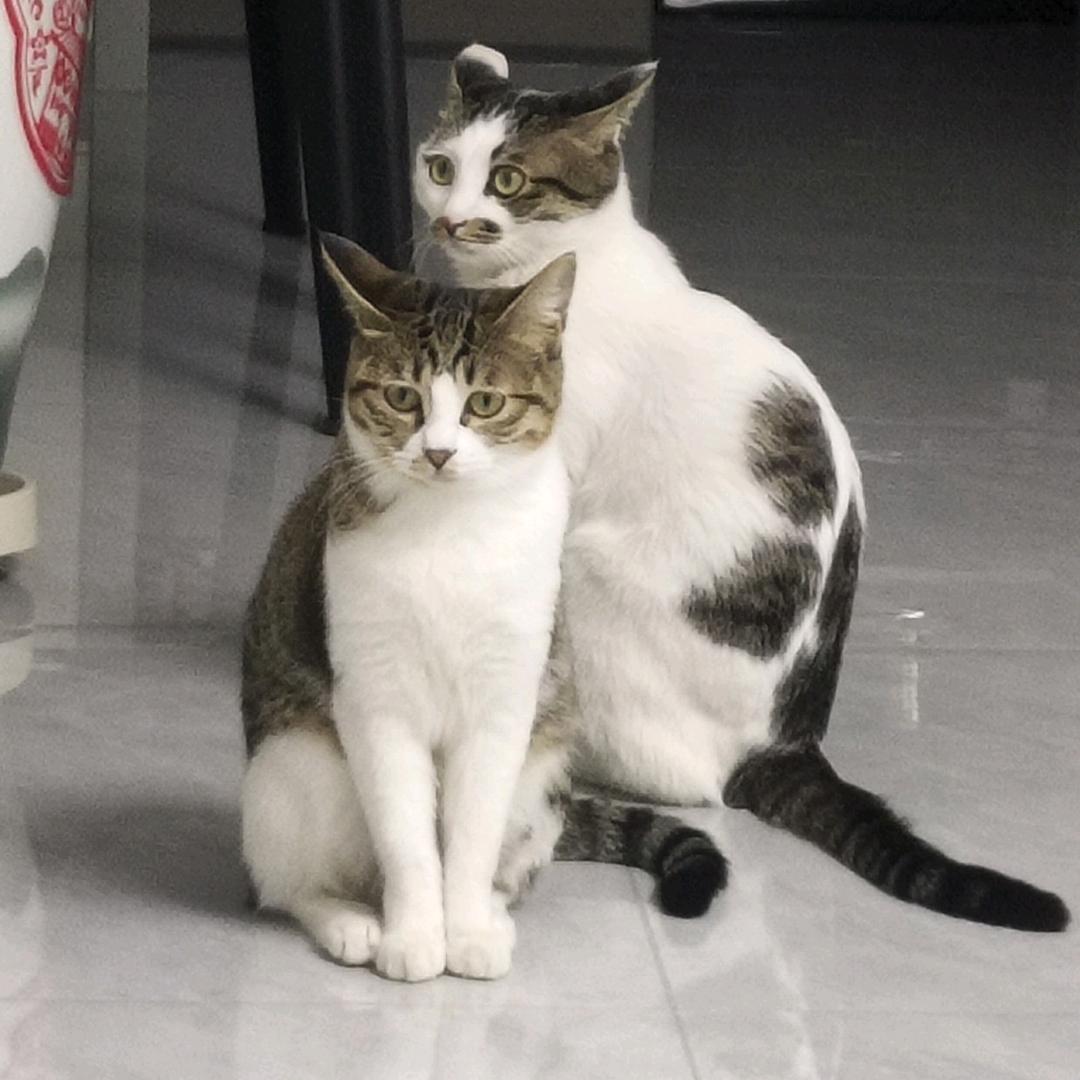 猫猫