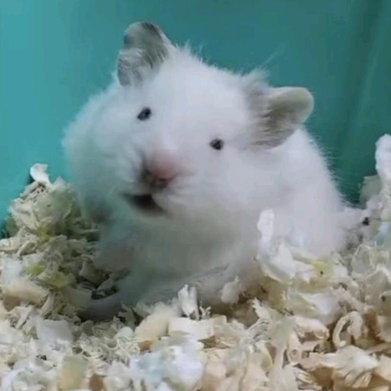 鼠鼠