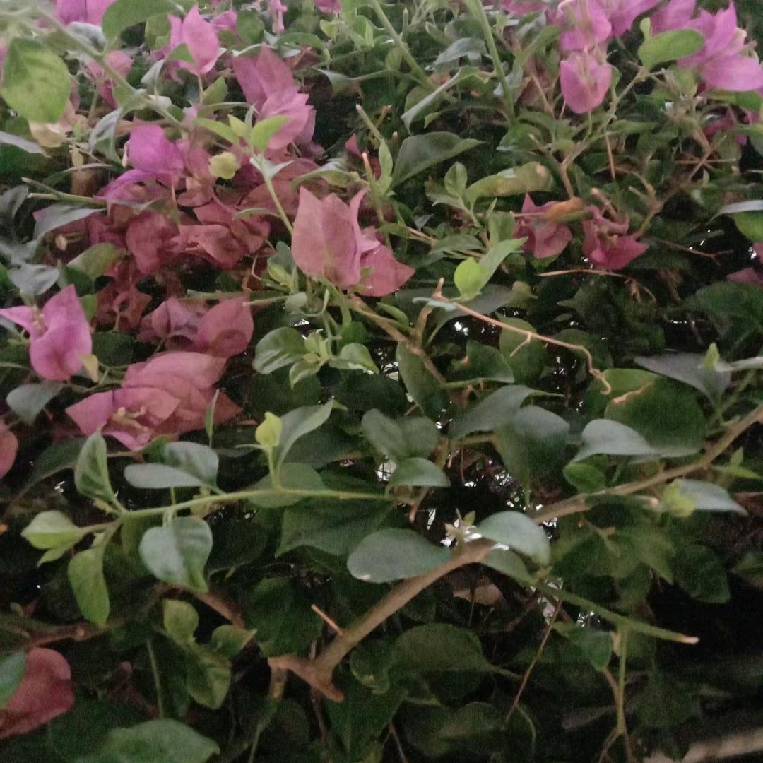 小梁