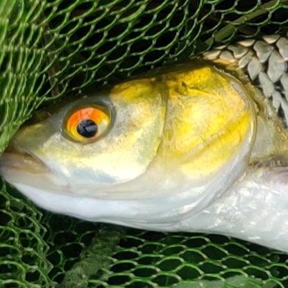 钓鱼佬🐟🐟🐟