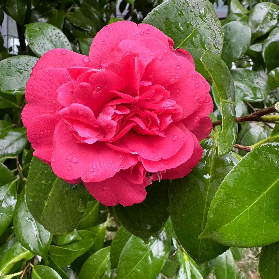 春暖花开