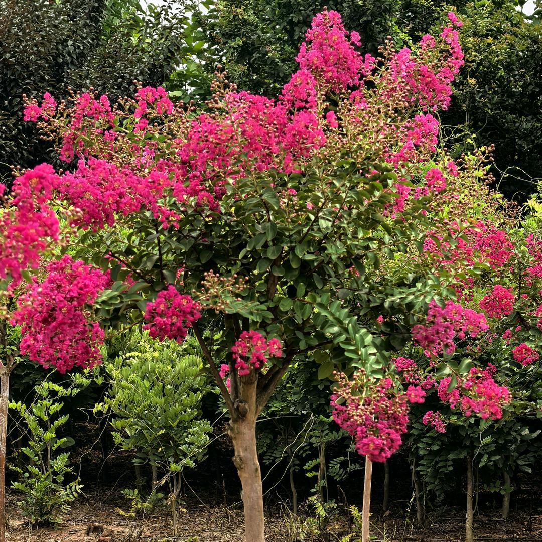 沭阳无籽小叶玫红紫薇基地