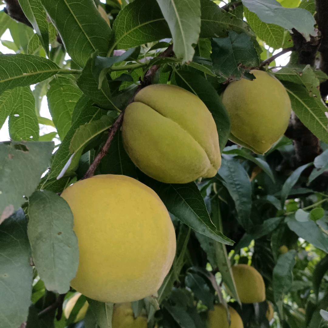 世外桃源（桃小妹）