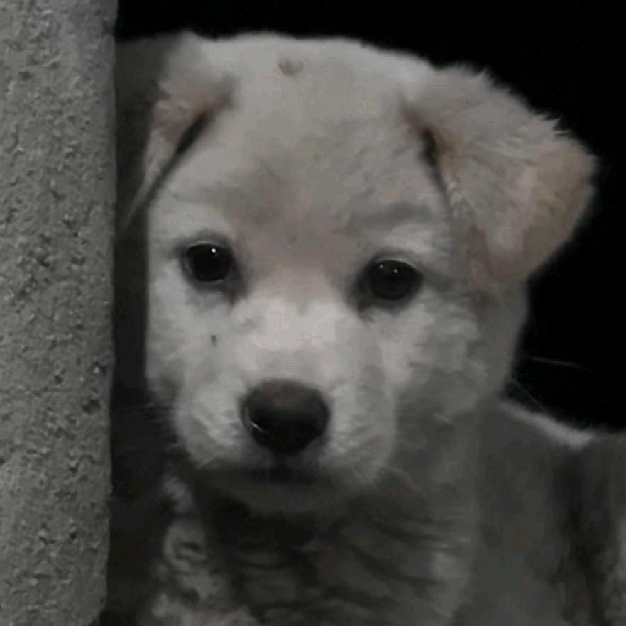 面包馒头都是面