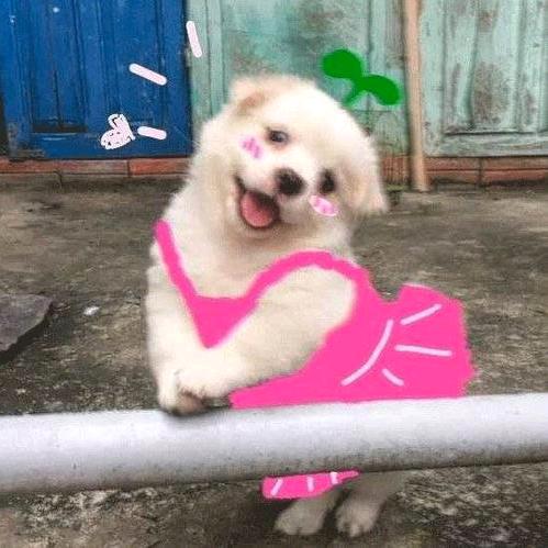 虎佳琪