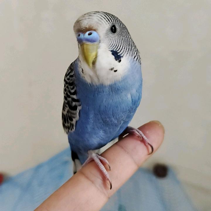 皮皮是只小鹦鹉