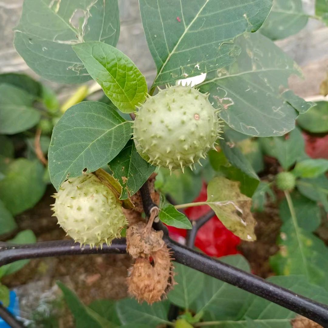 飞阀法