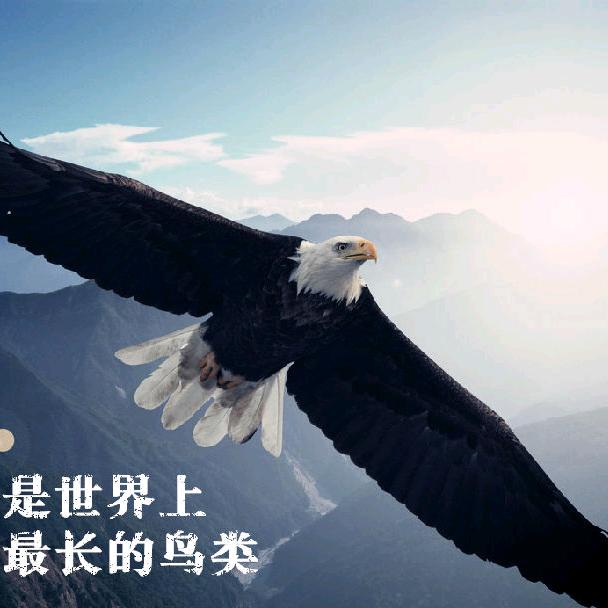 孤鹰