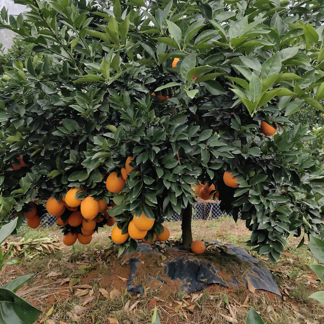 ZOCO橙子果树苗木专卖店