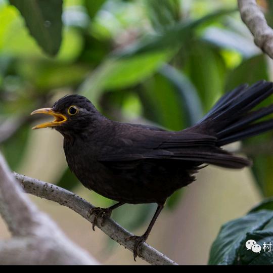 趣看萌鸟诞生记