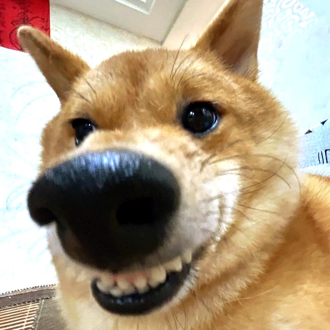 星辰ratsstar