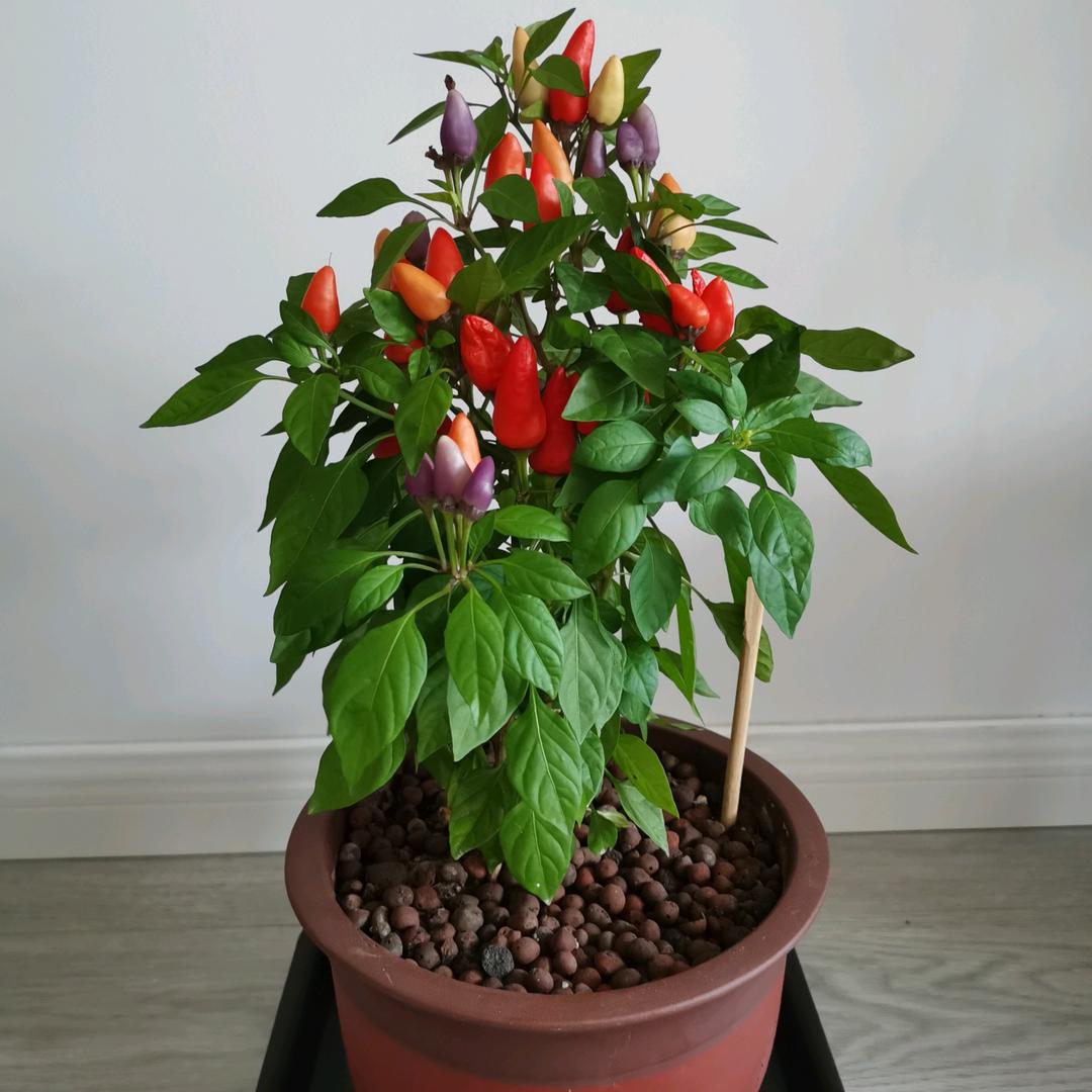 小频🍅
