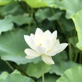 自多宝