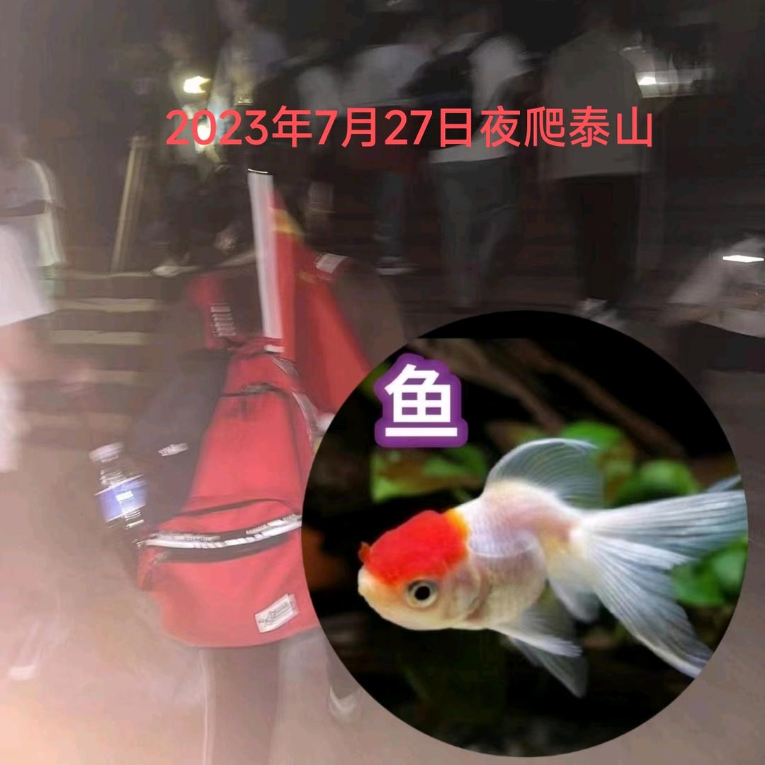 小金鱼🐟橱窗