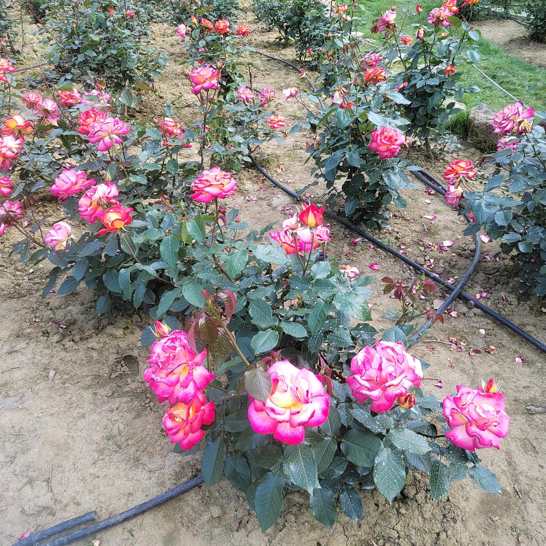 月季花