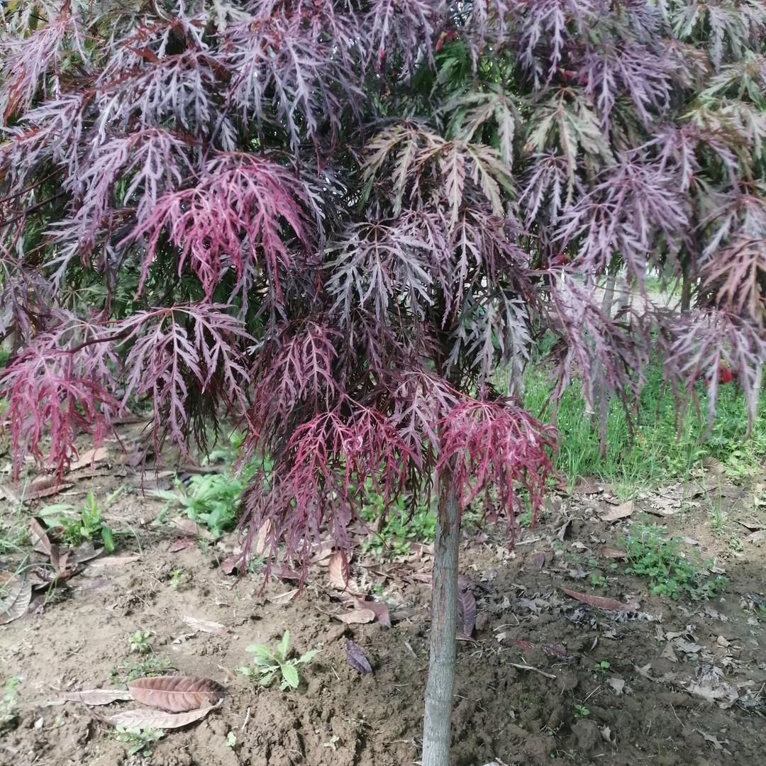庭院绿化庭院植物羽毛枫