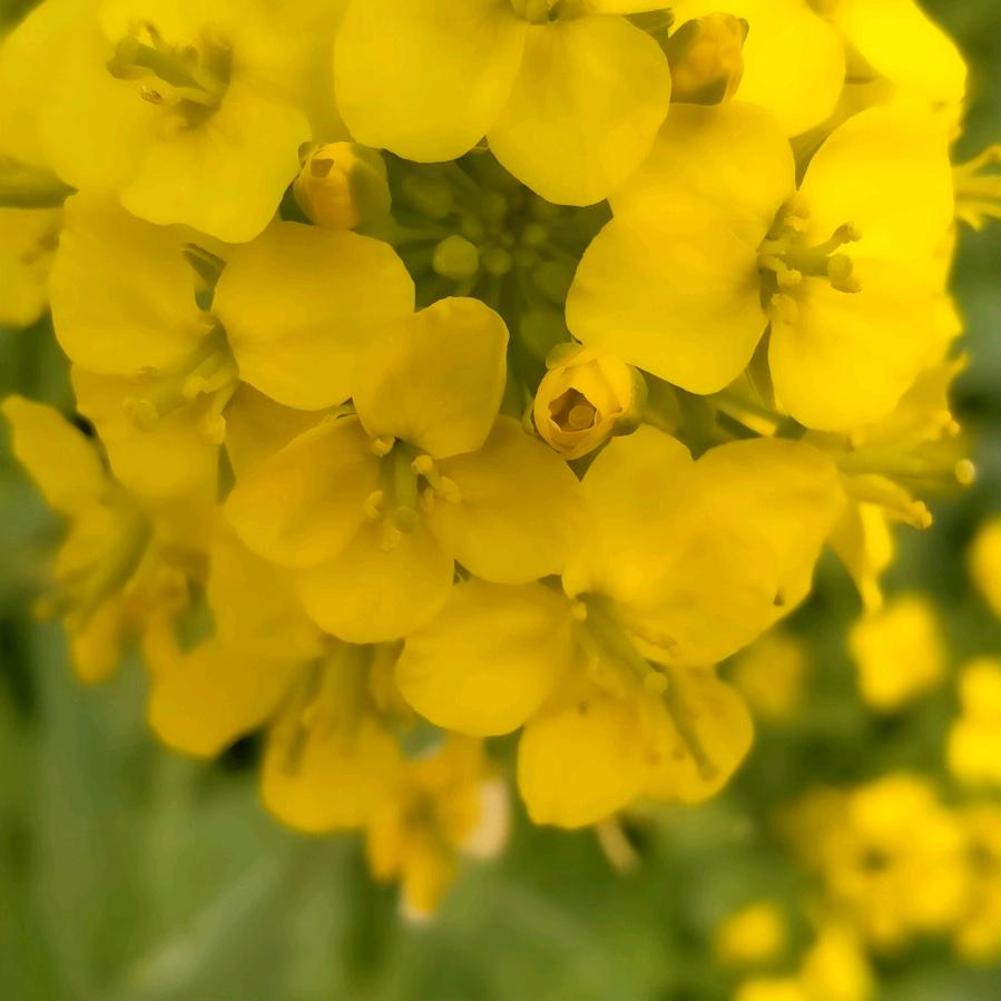 向阳花