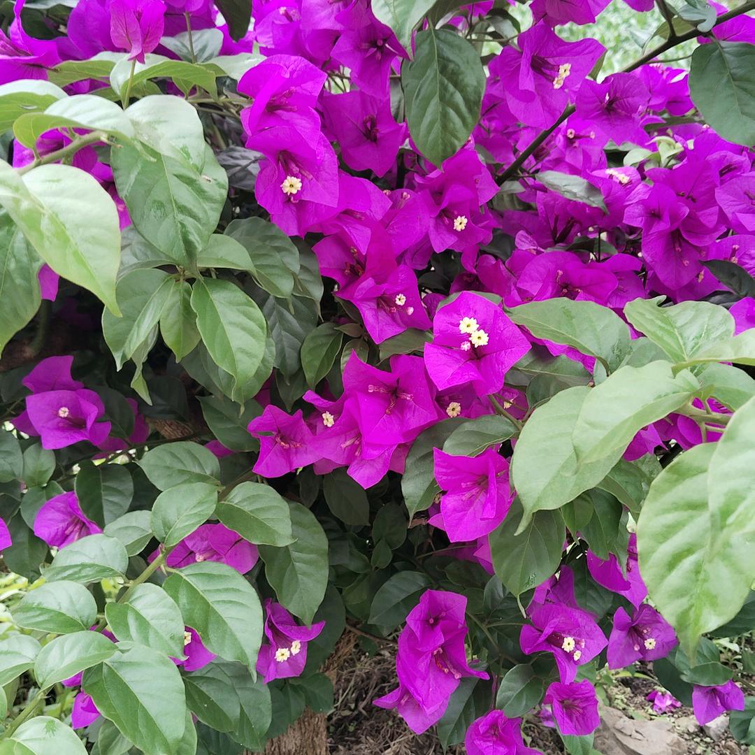 银芬